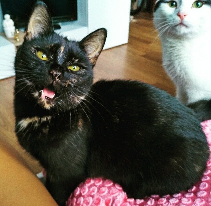 Jazzu & Fluffy
dzielnica: Godula