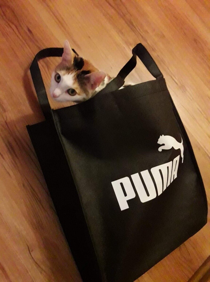 Kotka Minnie
dzielnica: Bykowina