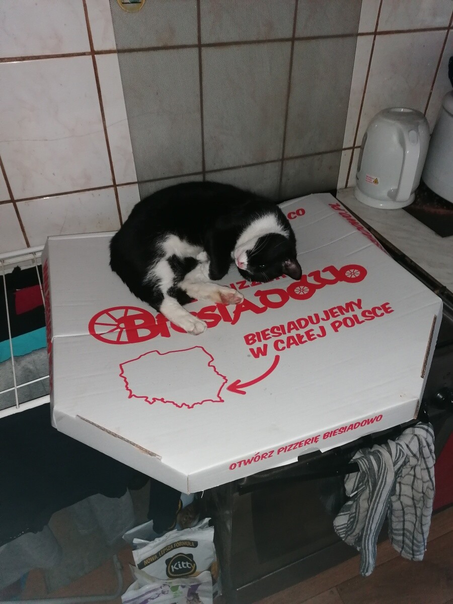 Kot DyZio pilnuje pizzy
dzielnica: Godula