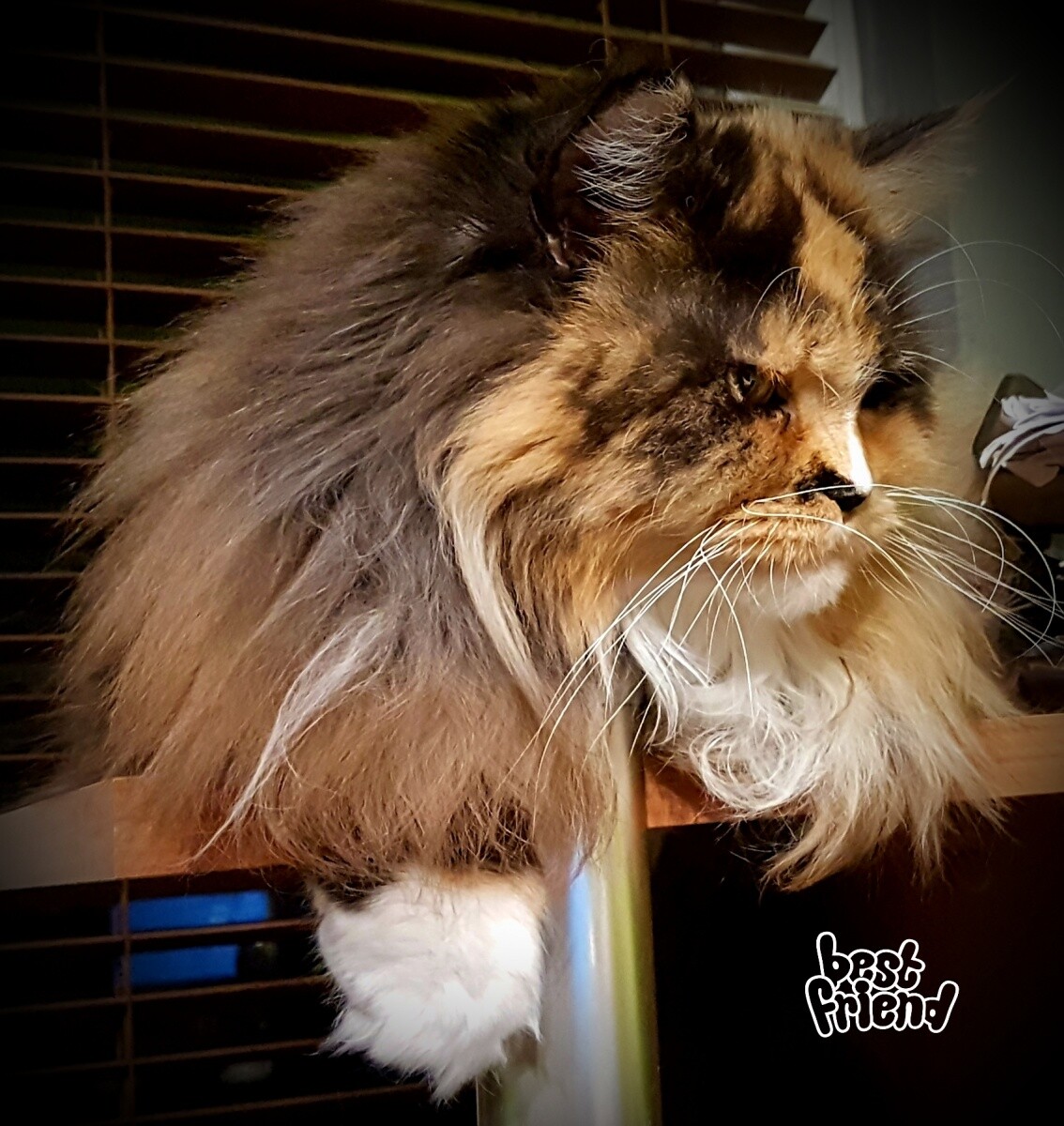 Coco Chanel ,cudowna kotka rasy Maine Coon.
dzielnica: Halemba