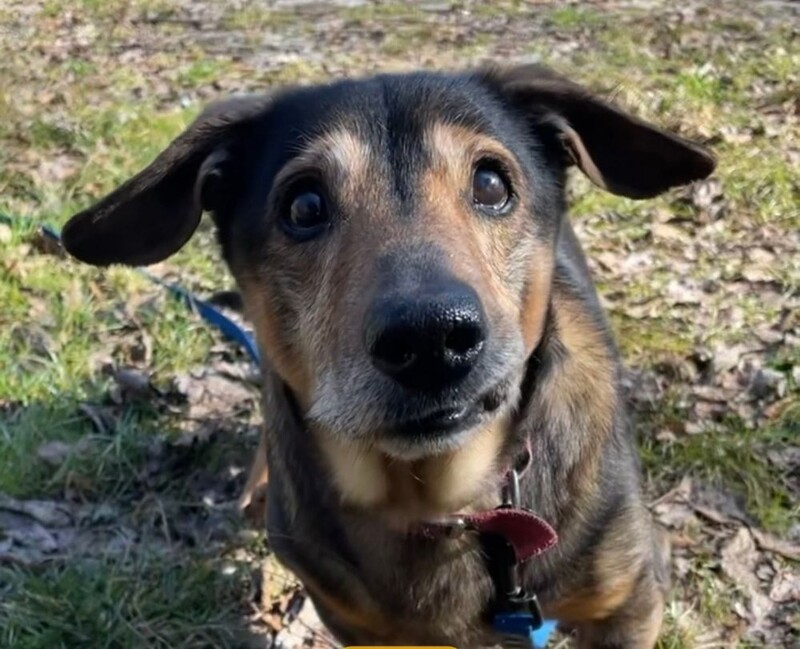 Kolejne psiaki z Fauny w nowych domach!