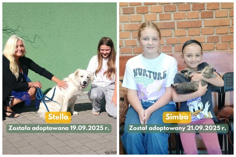 Kolejne schroniskowe zwierzaki w nowych domach. Sprawdź podsumowanie tygodnia!