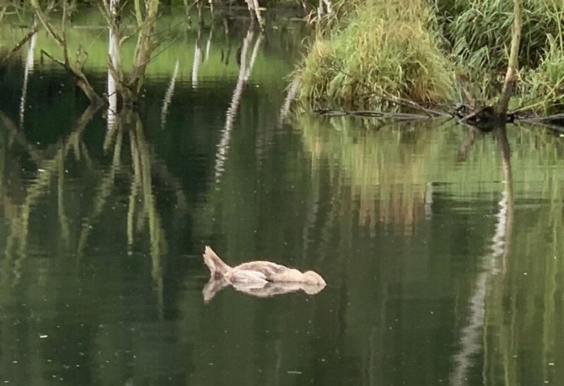 Kolejny martwy łabędź w Dolinie Kochłówki. Co było przyczyną śmierci zwierzęcia?
