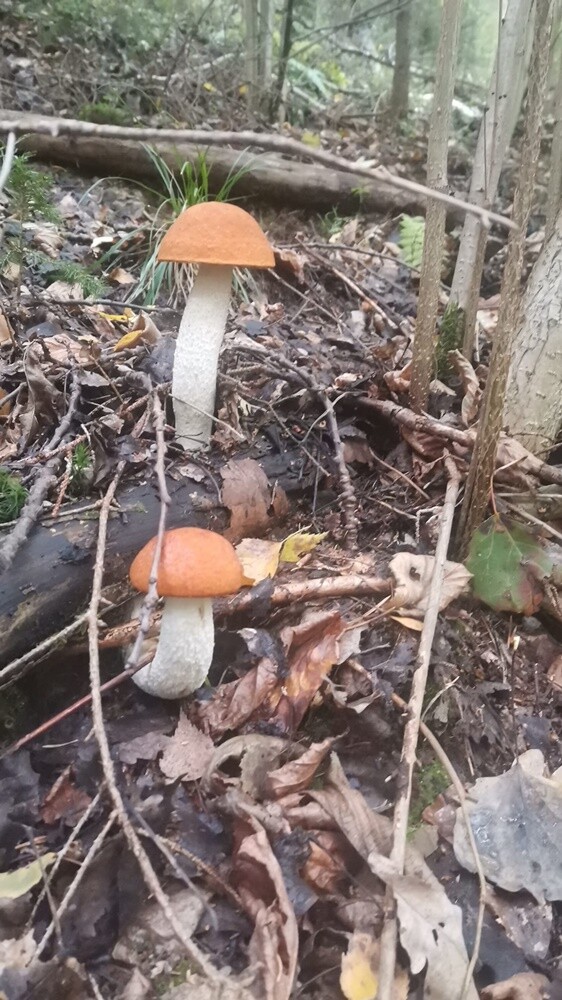 Grzybowe zbiory pełne pasji – zobaczcie zdjęcie naszych Czytelników!