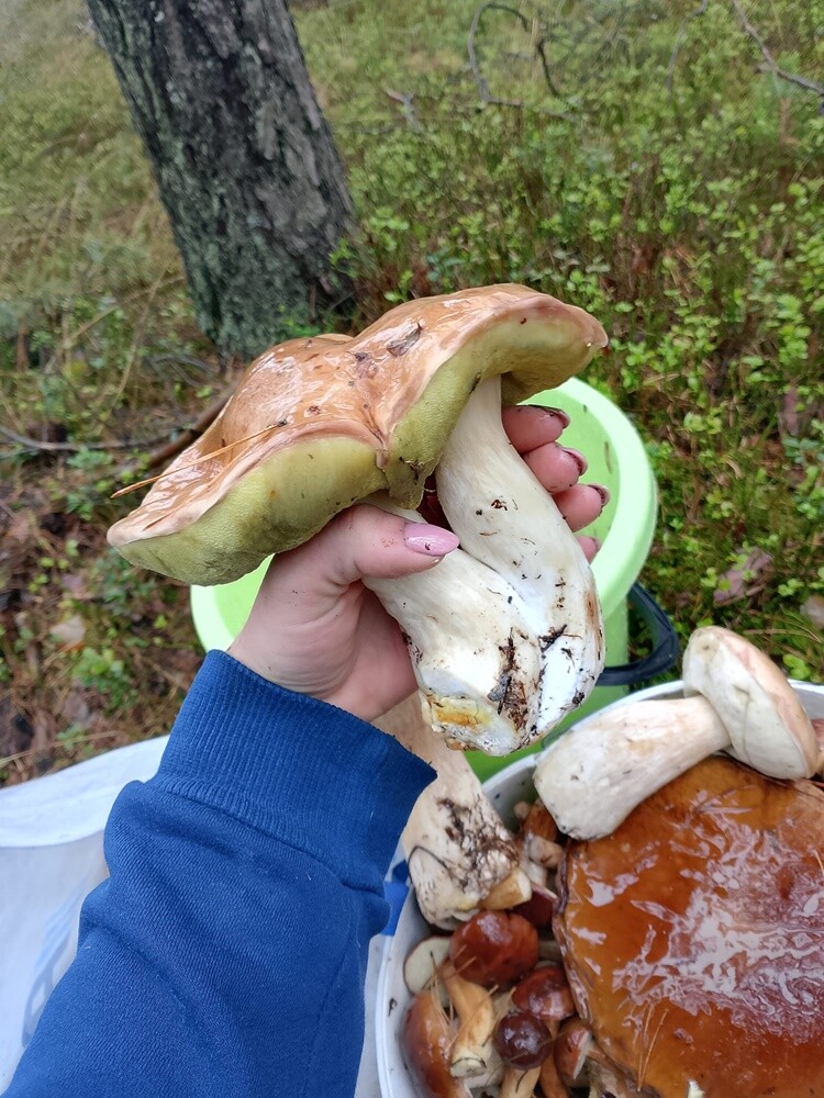 Grzybowe zbiory pełne pasji – zobaczcie zdjęcie naszych Czytelników!