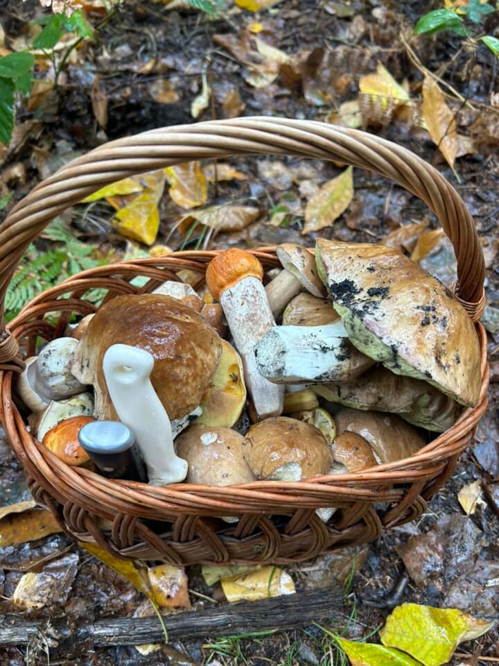 Grzybowe zbiory pełne pasji – zobaczcie zdjęcie naszych Czytelników!