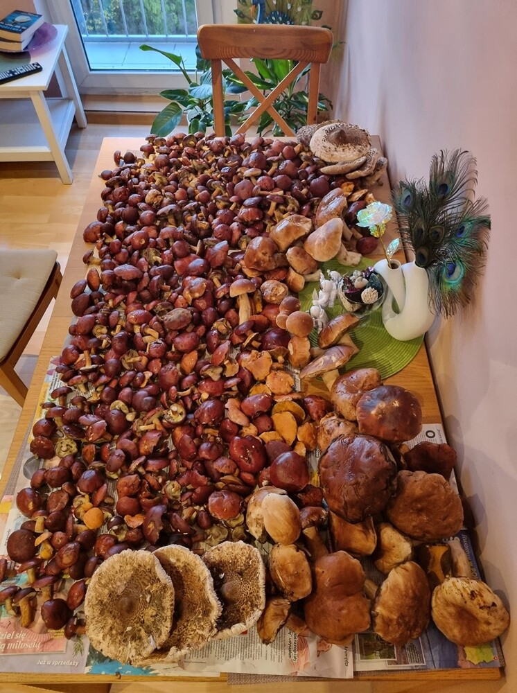 Grzybowe zbiory pełne pasji – zobaczcie zdjęcie naszych Czytelników!