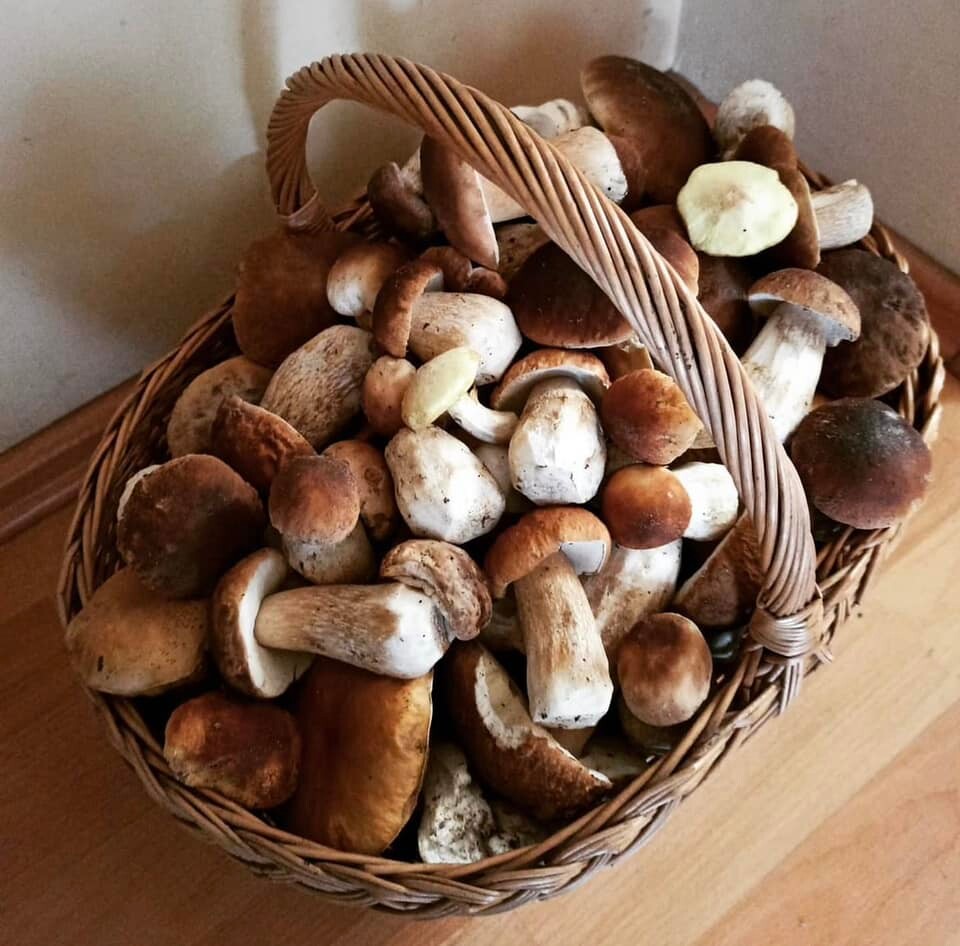 Grzybowe zbiory pełne pasji – zobaczcie zdjęcie naszych Czytelników!