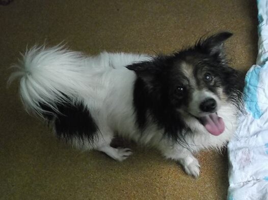 Kubuś - Adoptowany!