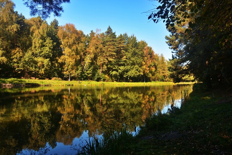 Las w Halembie – idealne miejsce na jesienny spacer! [ZDJĘCIA]
