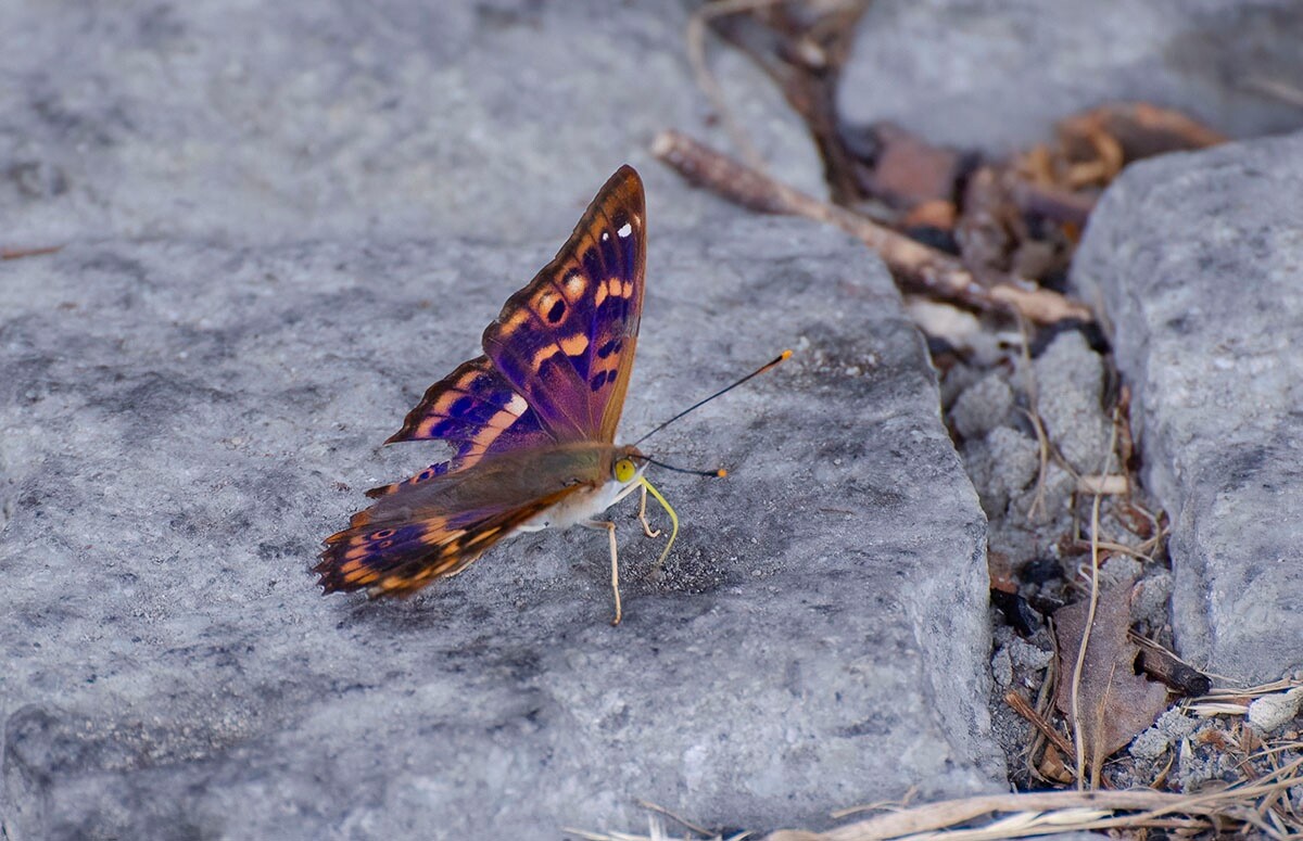 Halemba, malownicza dzielnica Rudy Śląskiej, to idealne miejsce na letnie spacery po lesie. / fot. Marek Faber