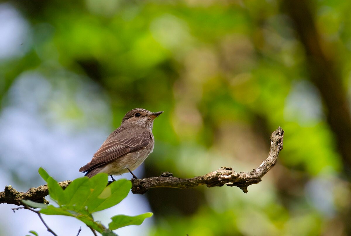 Halemba, malownicza dzielnica Rudy Śląskiej, to idealne miejsce na letnie spacery po lesie. / fot. Marek Faber
