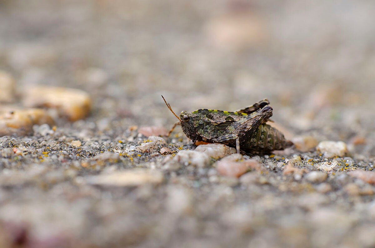 Halemba, malownicza dzielnica Rudy Śląskiej, to idealne miejsce na letnie spacery po lesie. / fot. Marek Faber