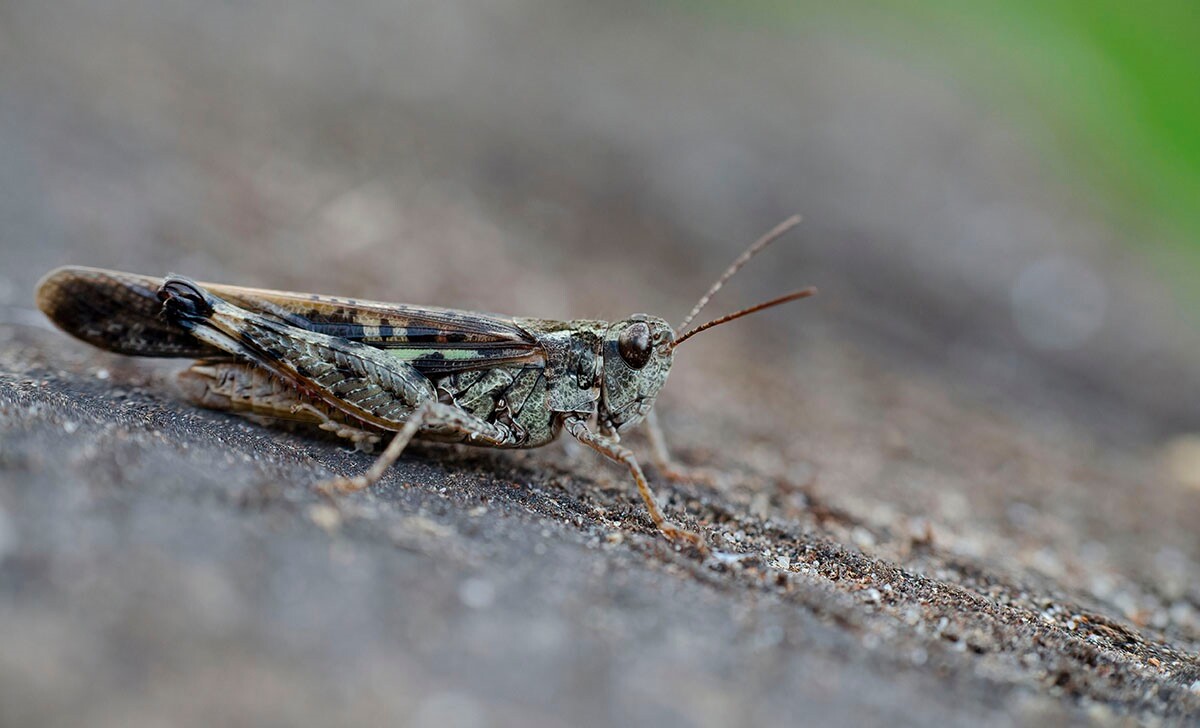 Halemba, malownicza dzielnica Rudy Śląskiej, to idealne miejsce na letnie spacery po lesie. / fot. Marek Faber