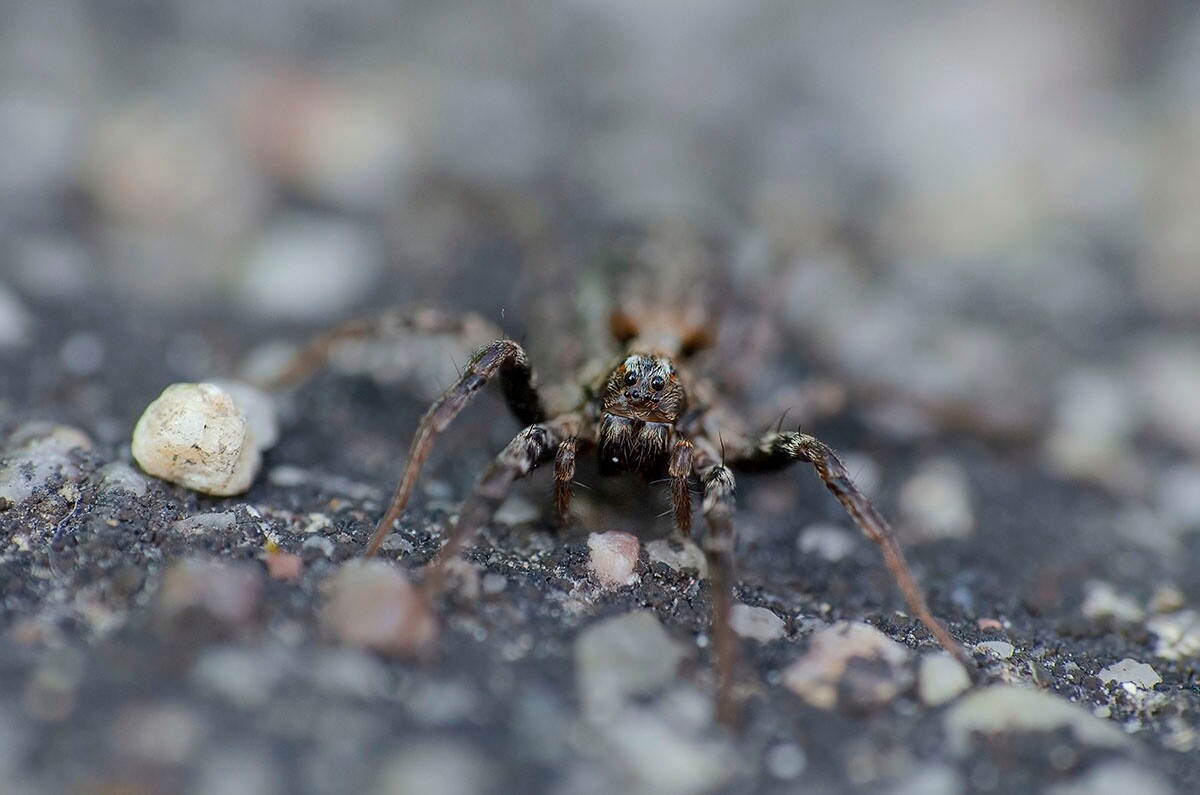 Halemba, malownicza dzielnica Rudy Śląskiej, to idealne miejsce na letnie spacery po lesie. / fot. Marek Faber