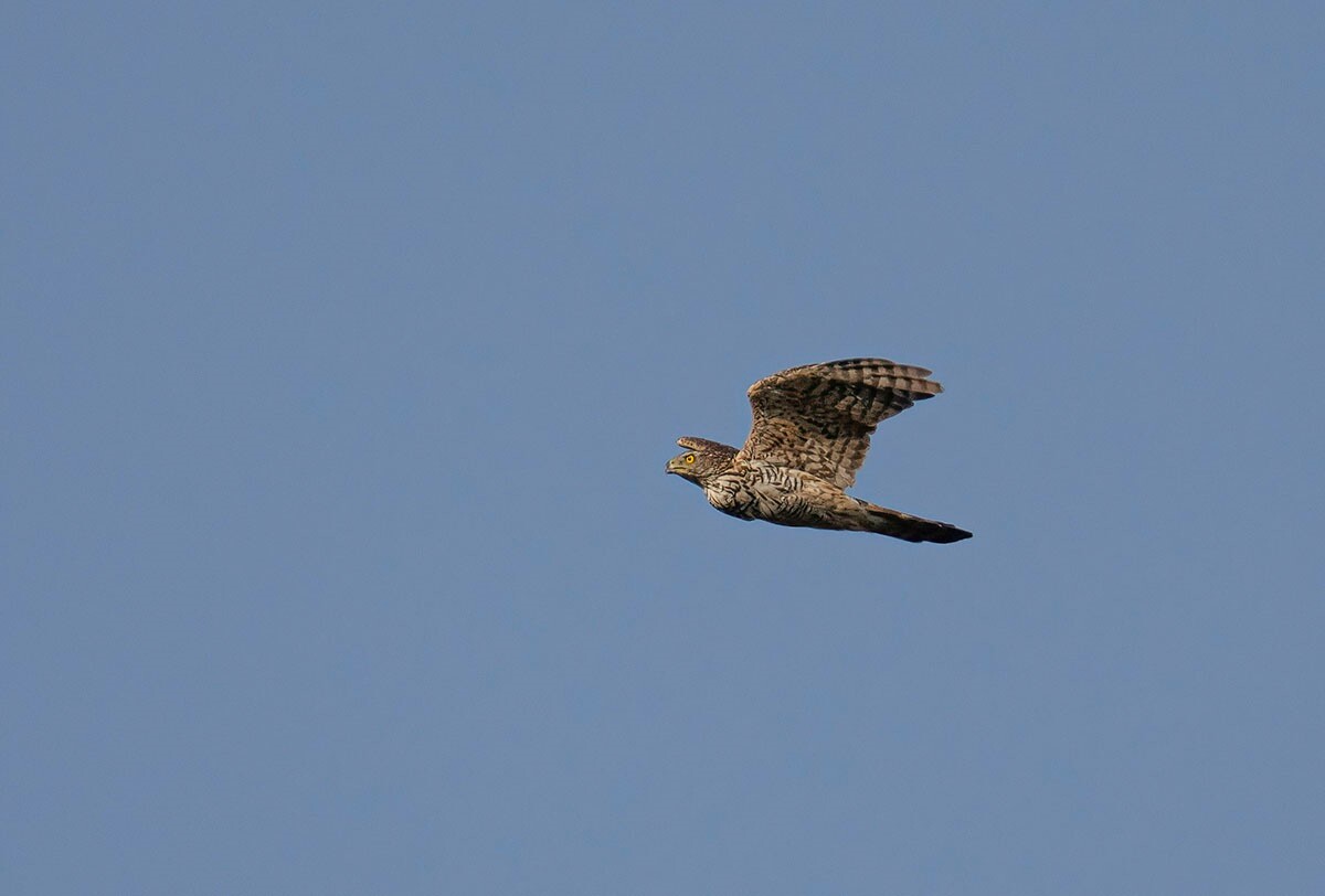 Halemba, malownicza dzielnica Rudy Śląskiej, to idealne miejsce na letnie spacery po lesie. / fot. Marek Faber