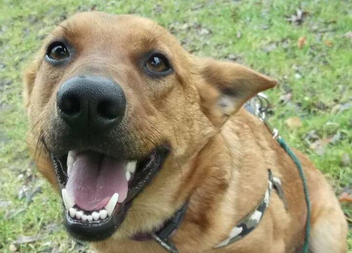 Leksik - Adoptowany!