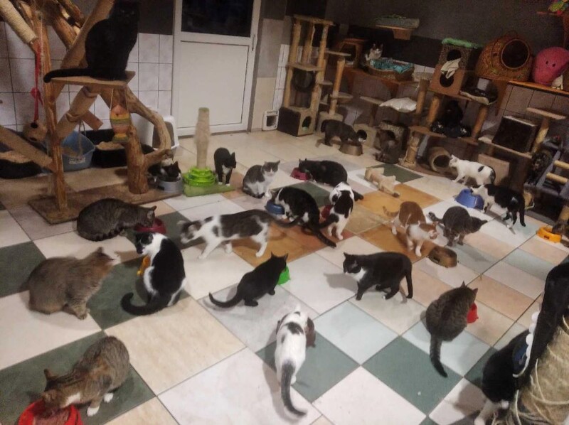 Magazyn na kocią karmę w „Faunie” świeci pustkami!