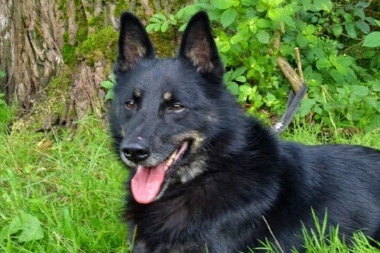 Maniuś - Adoptowany!