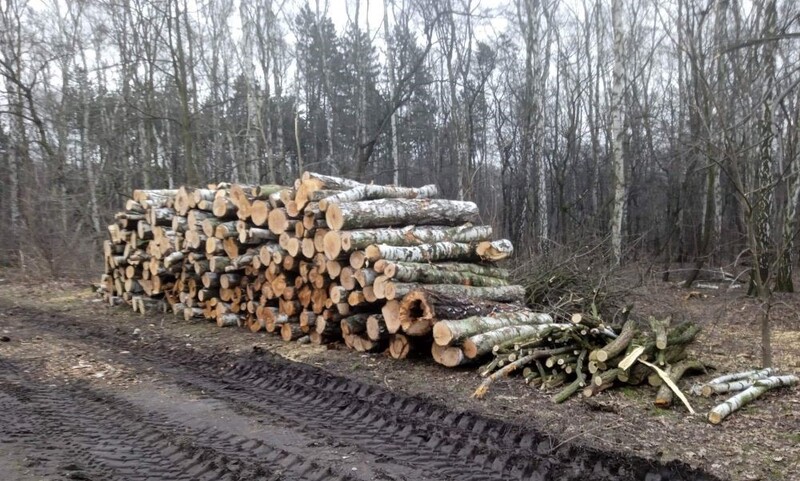 Masowa wycinka drzew w okolicach halembskiej "Polany”. Jaki jest jej powód?