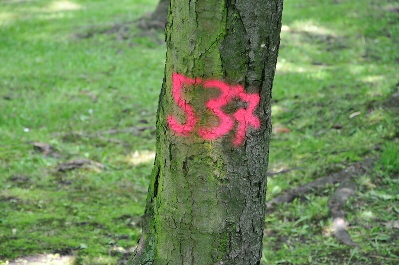 Miasto planuje kolejne wycinki drzew?