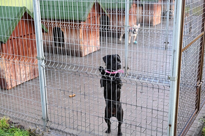 Miasto przeznaczy prawie 645 tys. zł na pomoc dla bezpańskich zwierząt w 2023 roku