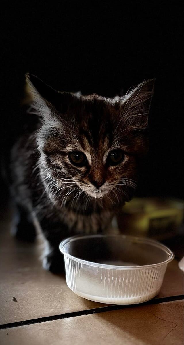 Międzynarodowy Dzień Kota. / fot. Czytelnicy