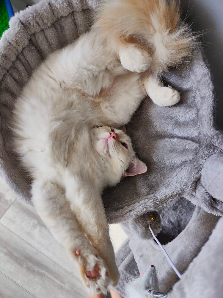 Międzynarodowy Dzień Kota. / fot. Czytelnicy