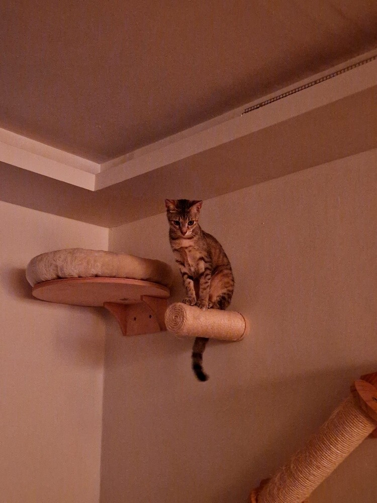 Międzynarodowy Dzień Kota. / fot. Czytelnicy