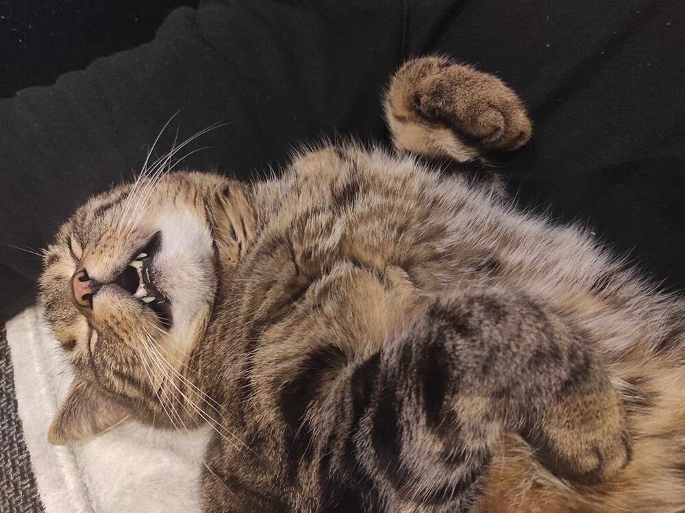 Międzynarodowy Dzień Kota. / fot. Czytelnicy