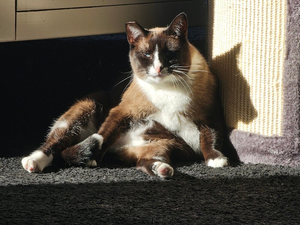 Międzynarodowy Dzień Kota. / fot. Czytelnicy