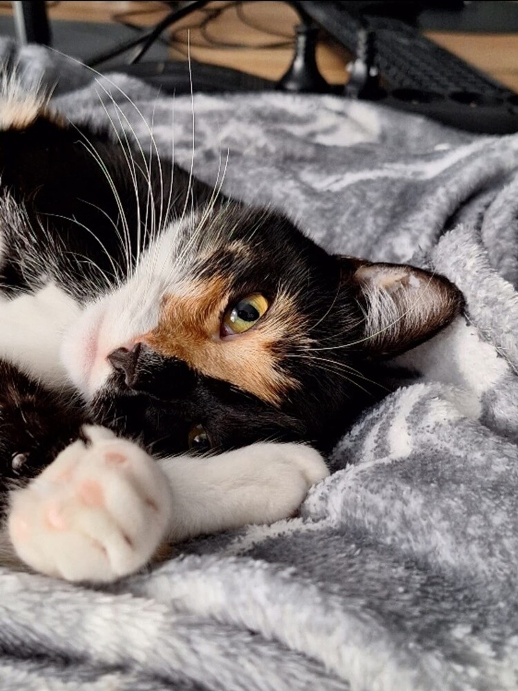 Międzynarodowy Dzień Kota. / fot. Czytelnicy