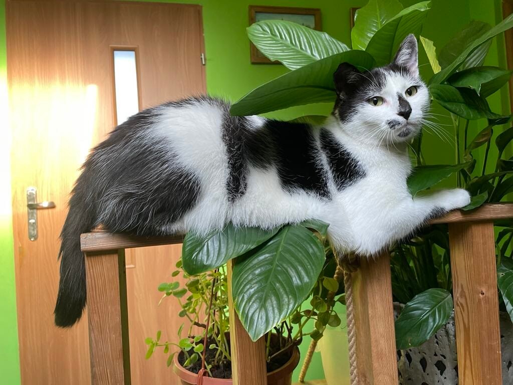 Międzynarodowy Dzień Kota. / fot. Czytelnicy