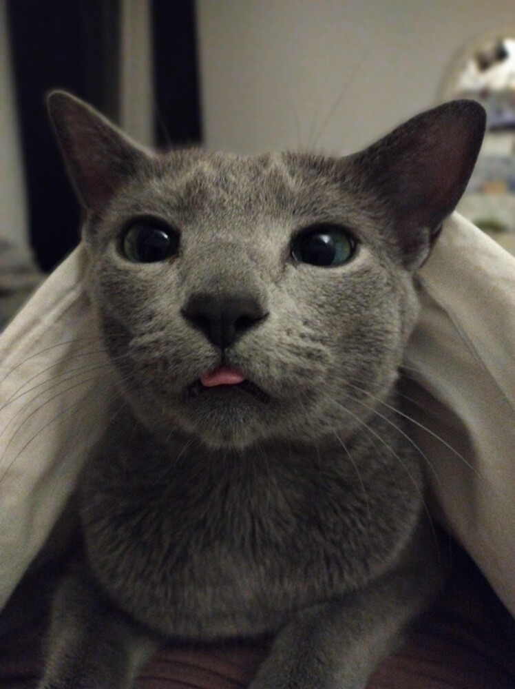 Międzynarodowy Dzień Kota. / fot. Czytelnicy