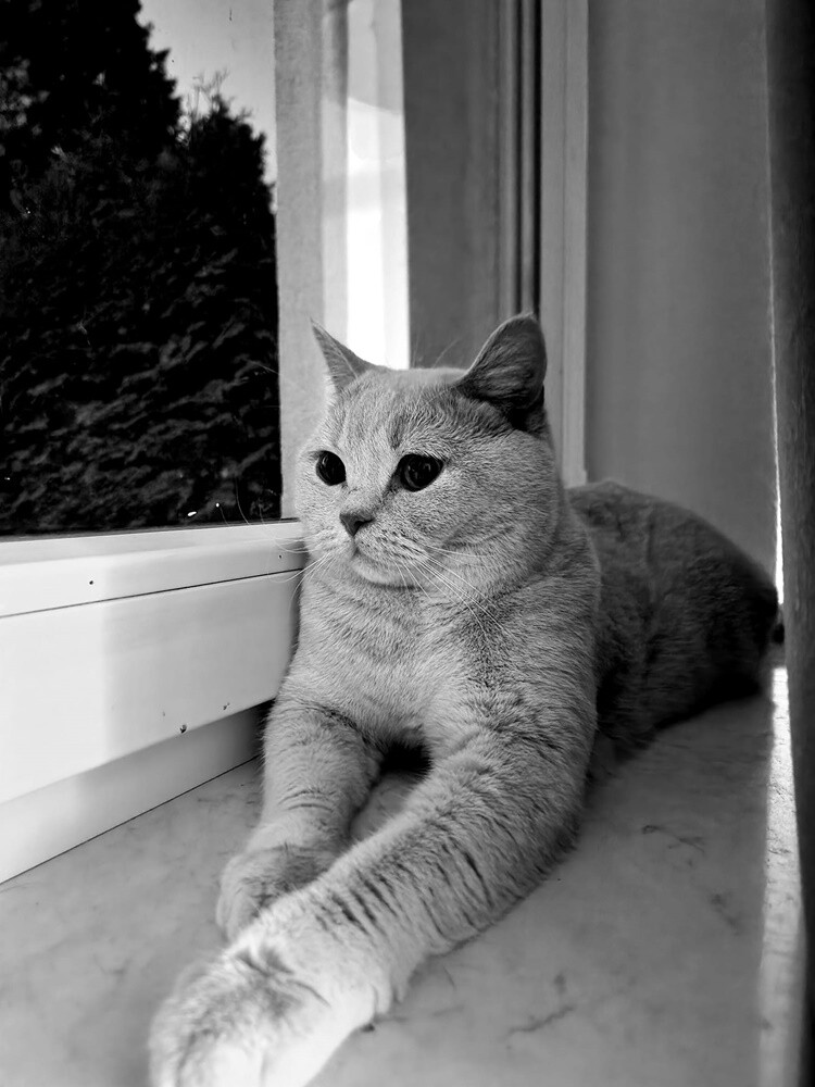 Międzynarodowy Dzień Kota. / fot. Czytelnicy