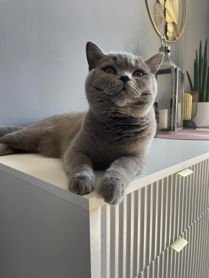 Międzynarodowy Dzień Kota. / fot. Czytelnicy