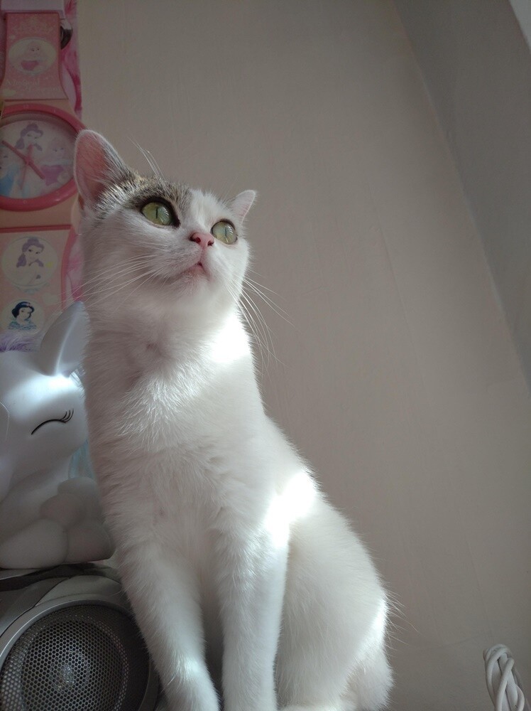 Międzynarodowy Dzień Kota. / fot. Czytelnicy