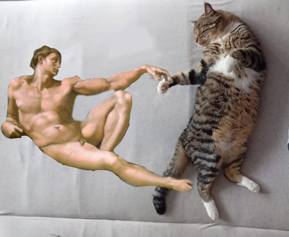 Międzynarodowy Dzień Kota. / fot. Czytelnicy