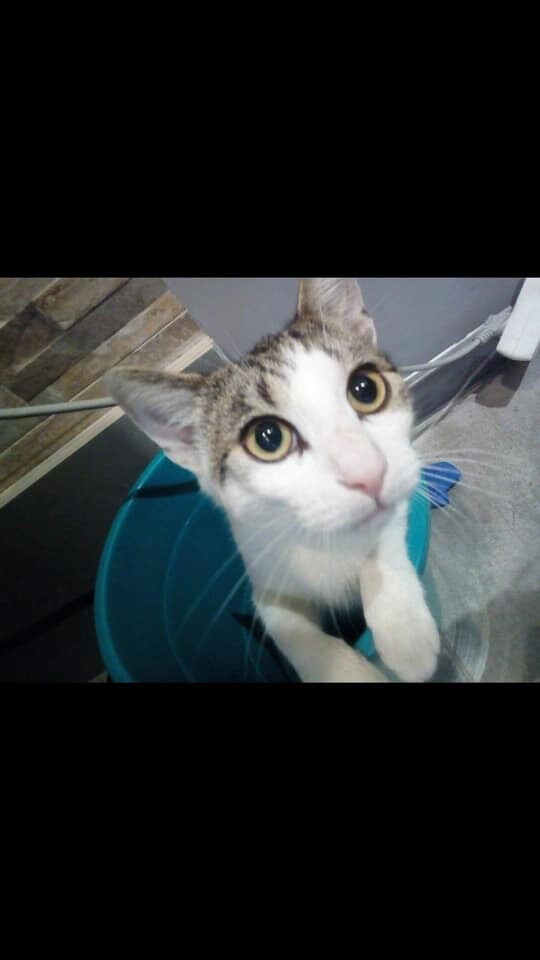 Międzynarodowy Dzień Kota. / fot. Czytelnicy