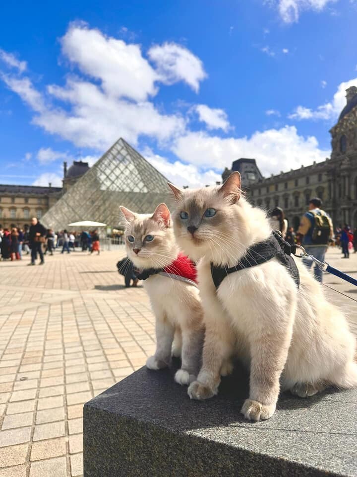 Międzynarodowy Dzień Kota. / fot. Czytelnicy