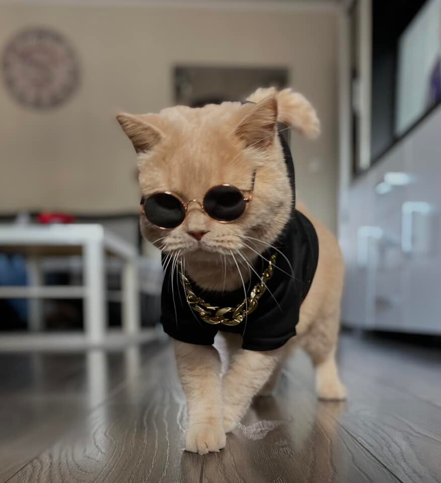 Międzynarodowy Dzień Kota. / fot. Czytelnicy