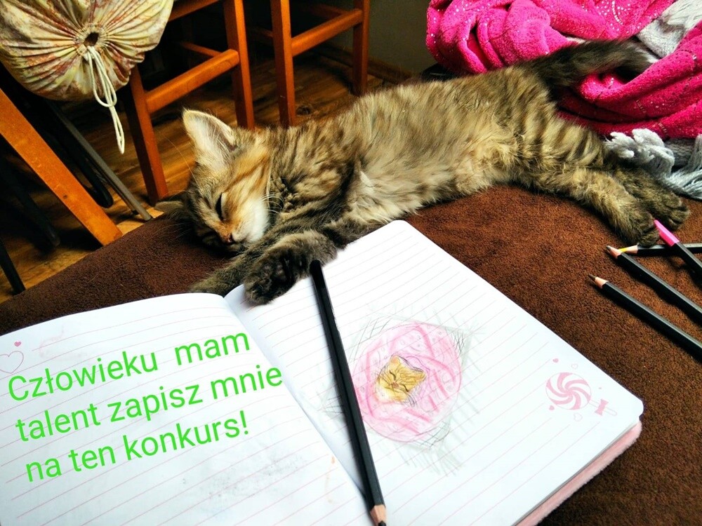 Międzynarodowy Dzień Kota. / fot. Czytelnicy