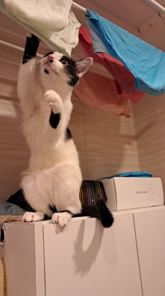 Międzynarodowy Dzień Kota. / fot. Czytelnicy