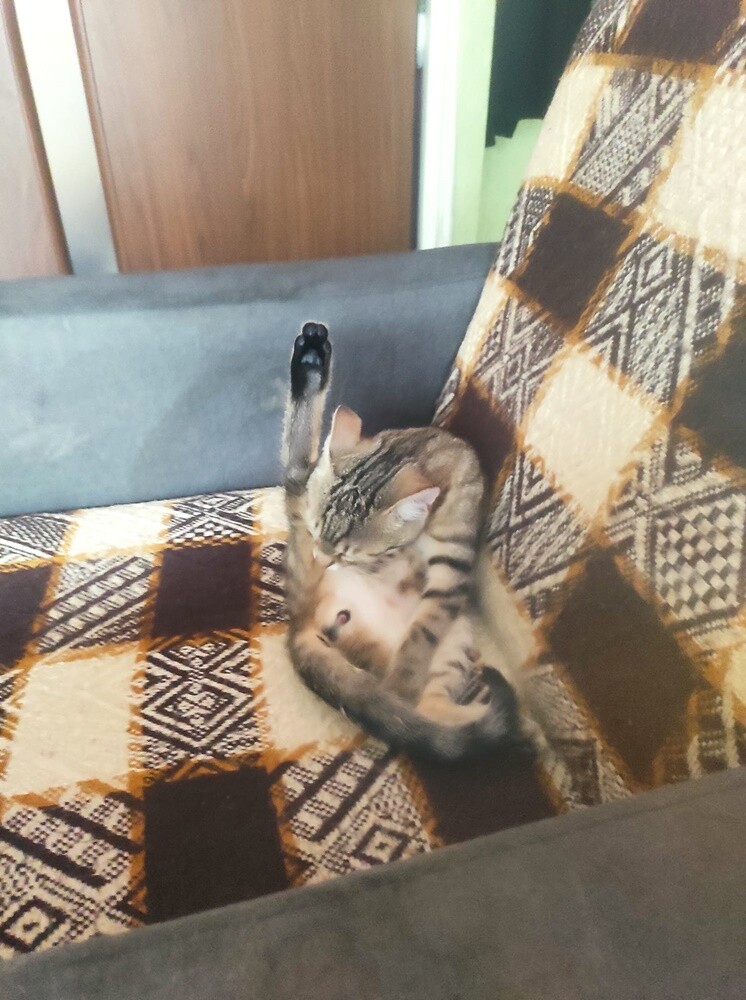 Międzynarodowy Dzień Kota. / fot. Czytelnicy