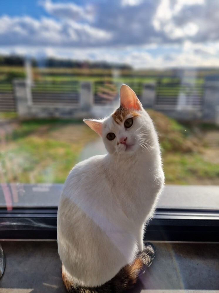 Międzynarodowy Dzień Kota. / fot. Czytelnicy