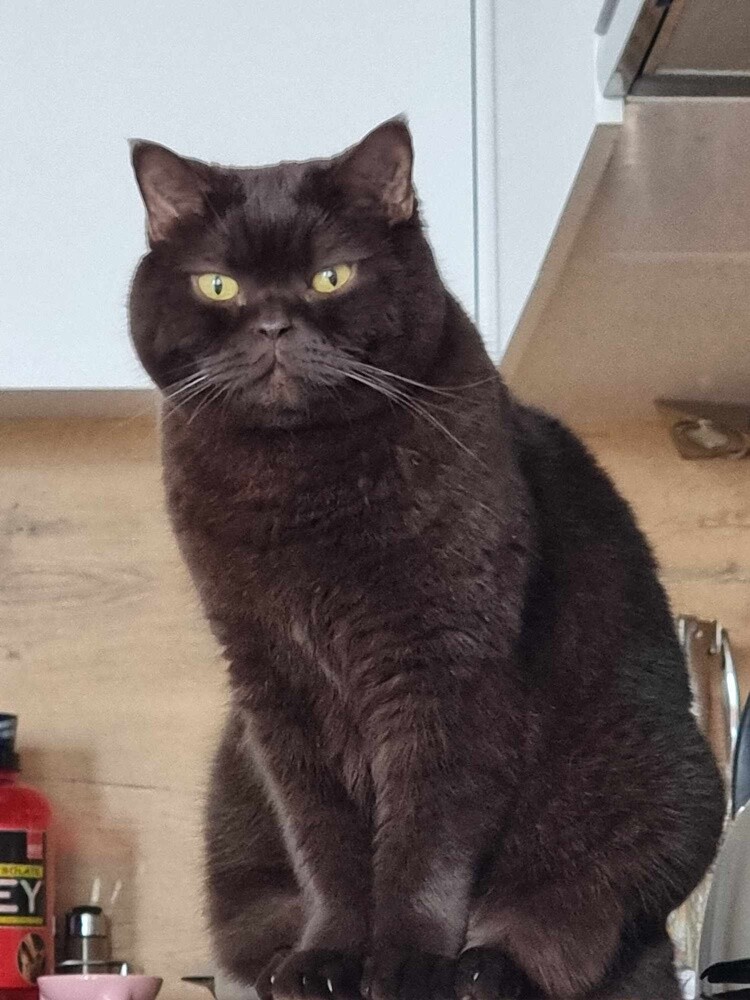 Międzynarodowy Dzień Kota. / fot. Czytelnicy