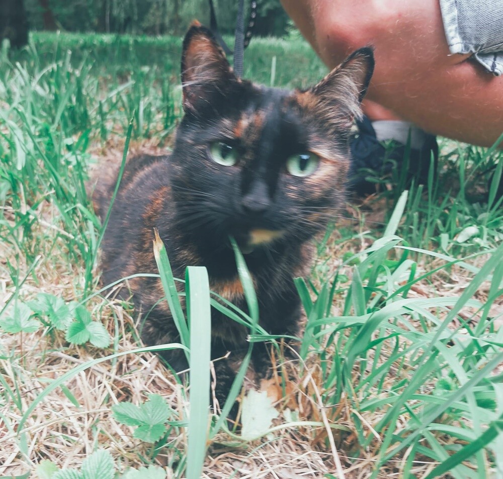 Międzynarodowy Dzień Kota. / fot. Czytelnicy