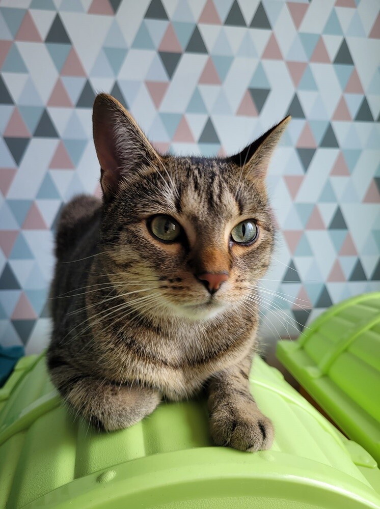 Międzynarodowy Dzień Kota. / fot. Czytelnicy