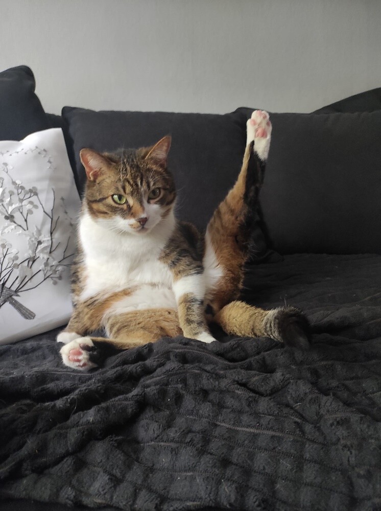 Międzynarodowy Dzień Kota. / fot. Czytelnicy