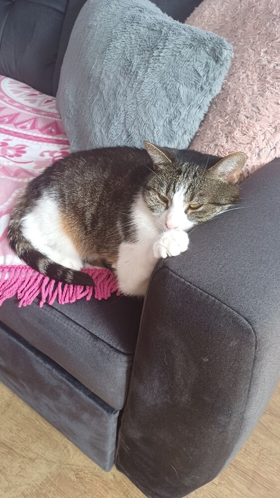 Międzynarodowy Dzień Kota. / fot. Czytelnicy